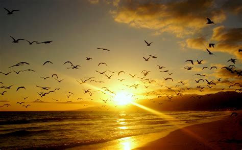 Malibu Sunrises And Sunsets Coast Birds Usa California Rays Of