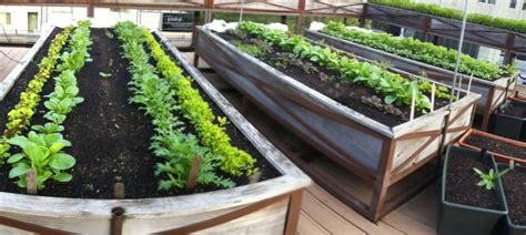 Raised Bed Gardens On Rooftops Things To Consider