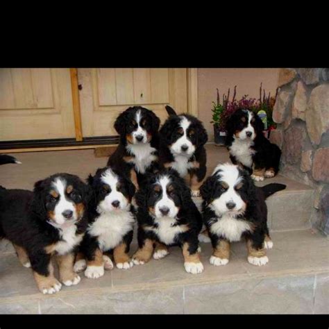 I Love My Bernese Mountain Dog Nature Animals Animals And Pets Cute