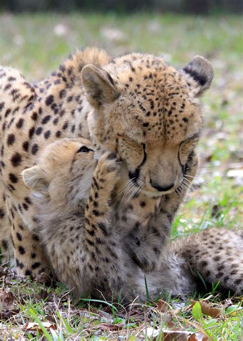 Cheetah Zooborns