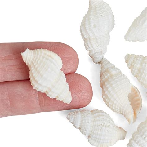 Natural Mini Seashells Coastal Decor Home Decor Factory Direct Craft
