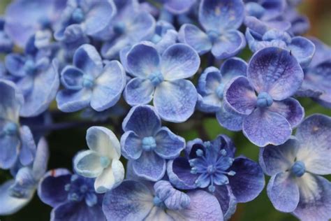 How To Grow Hydrangeas Everything You Need To Know Growing