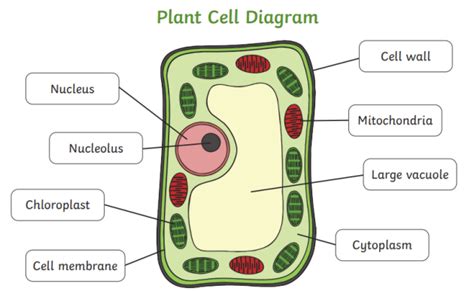 What Is A Cell Wall Twinkl Teaching Wiki Twinkl