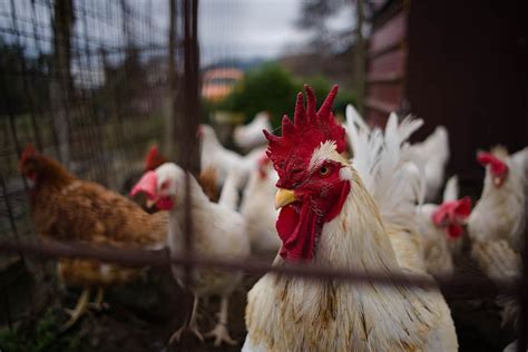 Chicken Processing When To Slaughter Chickens Steps Equipment