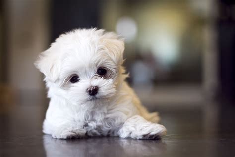Cute Maltese Puppymy Next Dog To Get Just Hard To Find
