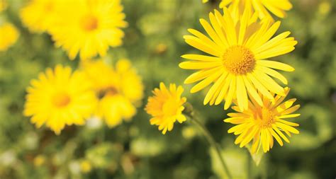 The types of flowers you might see around laverton include wattles, eremophilas, sturt desert peas, mulla mulla, cassia, swainsona, mini daisy, billy buttons and quandongs. 33 Types of Yellow Flowers - ProFlowers Blog | Small ...