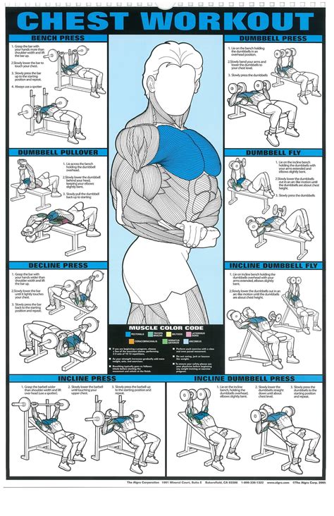 Chest Workout Wall Chart Professional Bodybuilding Fitness Gym X My Xxx Hot Girl
