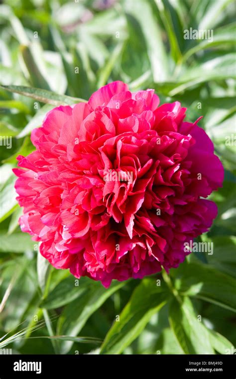 Pink Peony Or Paeony Flower In An English Garden Stock Photo Alamy