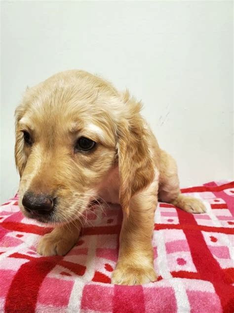 Shulerseadog labradorsvirginia beachvirginia 23454 1943. Golden Retriever Puppies for Sale in Virginia Beach