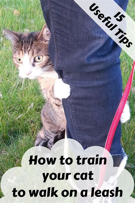 If your cat backs up, instantly slacken the leash and do not give. How To Train Your Cat To Walk On A Leash - ZoomZee.org