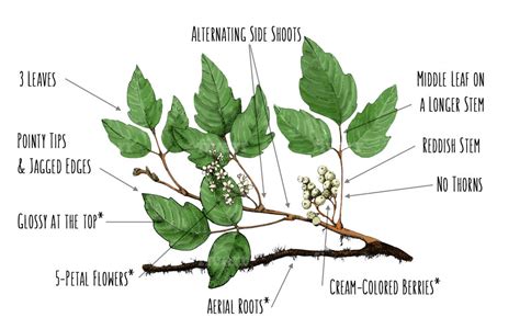 How To Identify Poison Ivy Illustrated Guide Greenbelly Meals