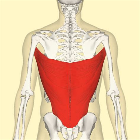 How Tight Lats And Kipping May Cause Shoulder Pain Subacromial