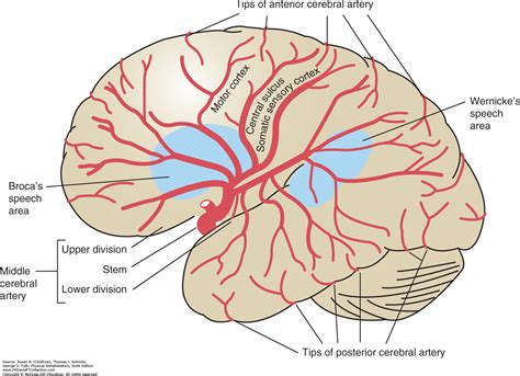 middle cerebral artery branches anatomy