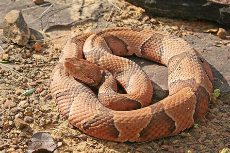 The Most Venomous Snakes Found In The Wild In America Worldatlas
