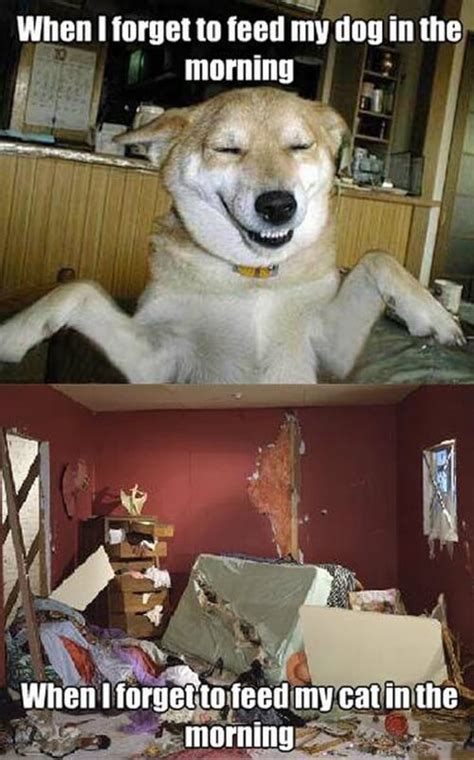 The Difference Between Cats And Dogs Captured In One Image