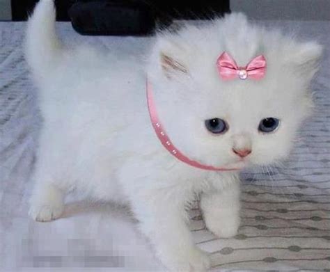I Want A Fluffy White Kitten Puppy Love Pinterest White Kittens