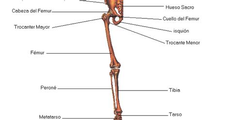 Anatomia Humana Hueso Perone