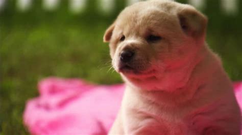 Oh, That's Adorable: Puppy Hiccups - Too Cute! | Animal Planet