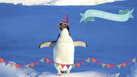 Happy Birthday Penguin Youtube