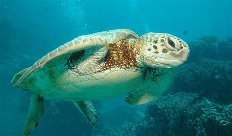 Turtles Of The Great Barrier Reef Are Ingesting Dangerous Chemicals