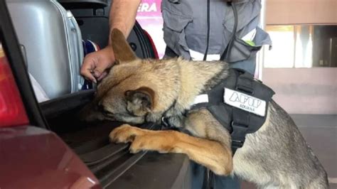 Un Perro De La Aduana Detectó Más De Us120 Mil Escondidos En El Auto