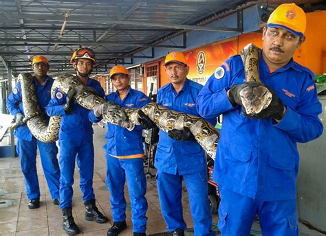 Possibly The Worlds Longest Snake Ever Found In Malaysia — Then It