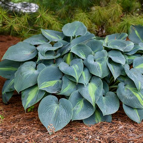 Touch Of Class Hosta Plant Addicts