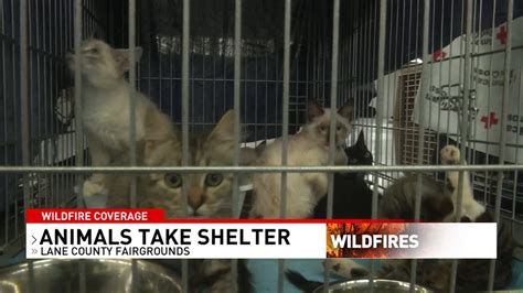 Greenhill humane society offers shelter to fire evacuee's pets | KMTR