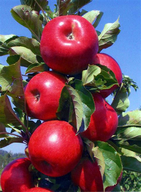 Its Time To Think About Fruit Trees — Sunnyside Nursery