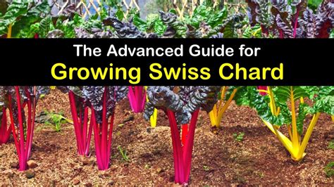 How To Plant Swiss Chard Complete Growing Guide In 2022 Swiss Chard