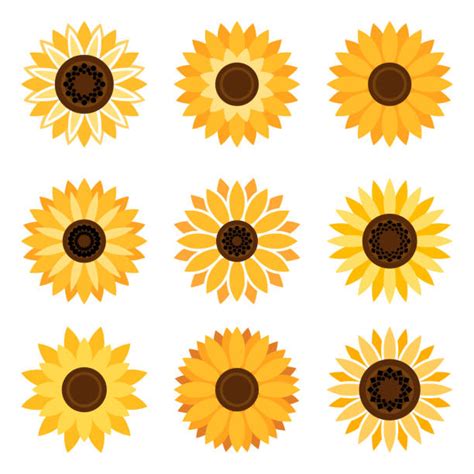 Clip Art Sunflower 20 Free Cliparts Download Images On Clipground 2023