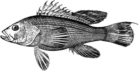 Underwater print for coloring book. Sea Bass | ClipArt ETC