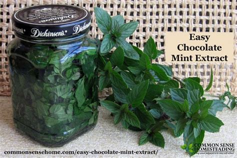 Easy Chocolate Mint Extract Recipe Just Three Ingredients