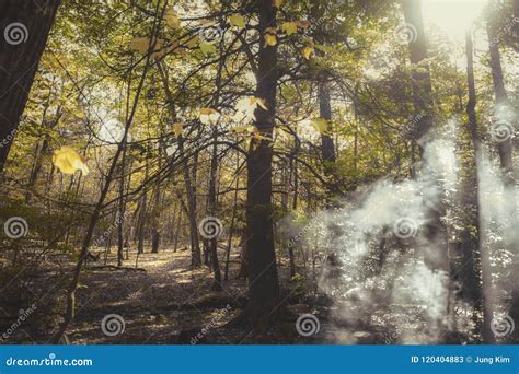 Morning Sunbeam Through Tree Forest Fogged Stock Image Image Of