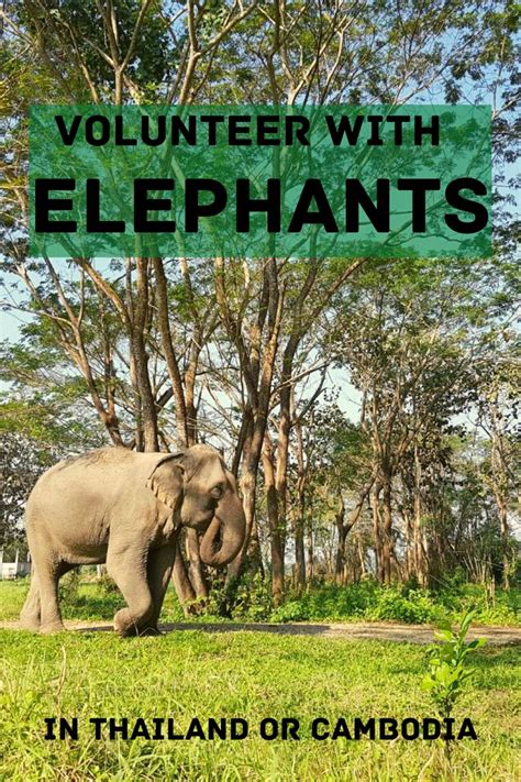 Volunteer With Elephants In 2020 Volunteer Thailand Elephants Elephant