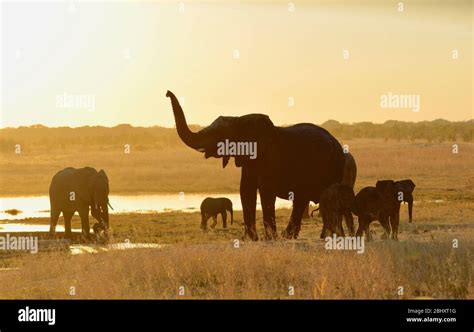 Elephant Cow With Raised Trunk At Waterhole Sunset Hwange Zimbabwe