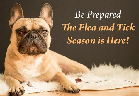 Be Prepared For Your Pet The Flea And Tick Season Is Here