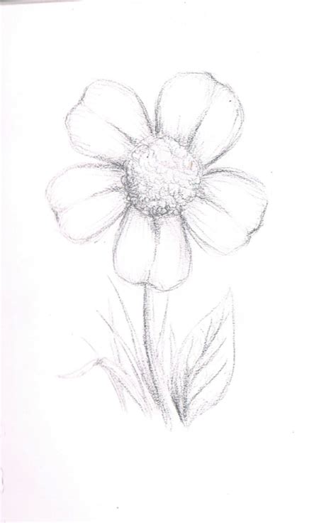 Flower Pencil Sketch By Misty Mutt On Deviantart