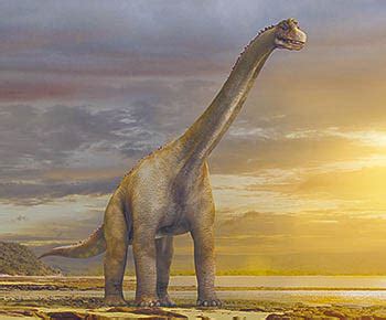 Over the time it has been ranked as high as 22 999 in the world, while most of its traffic comes from usa, where it reached as high as 2 739 position. Brachiosaurus - PebbleGo in 2020 | Brachiosaurus, Animals ...