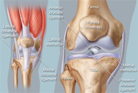 See the pictures and anatomy description of knee joint bones, cartilage, ligaments, muscle and tendons fibula— a long, thin bone in the lower leg on the lateral side which runs along side the tibia from tendons are elastic tissues made up of collagen. Knee (Human Anatomy): Function, Parts, Conditions, Treatments