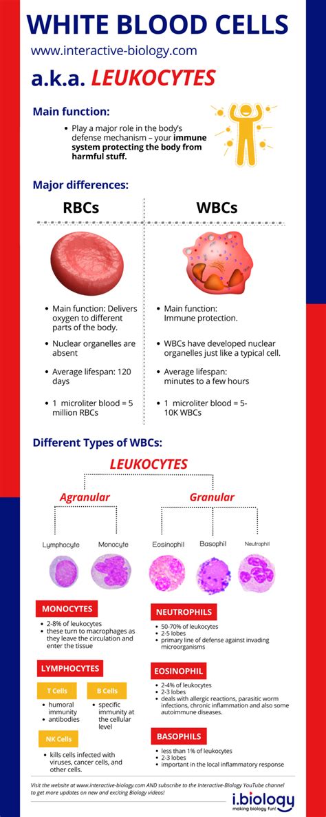 Introduction To White Blood Cells Aka Leukocytes Interactive