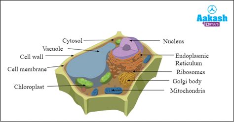 Cell Wall And Cell Membrane Definition Functions And Plasma Membrane