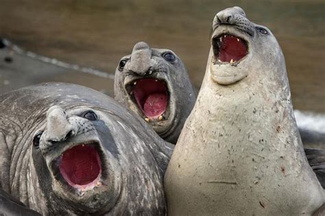 15 Funny Laughing Seal Images For You To Laugh Out Loud