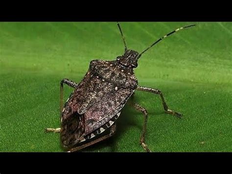 Osuruk böceği kısa inceleme YouTube