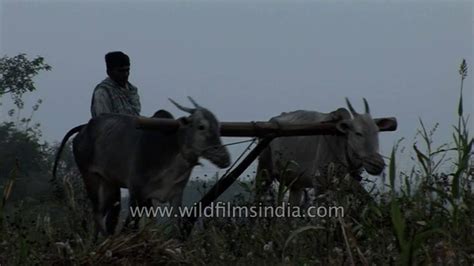 Farmers Plough Their Fields Using Oxen In India Youtube