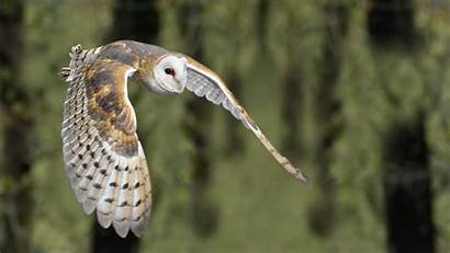 Barn Owl Owls Background Facts Flying Wallpapers
