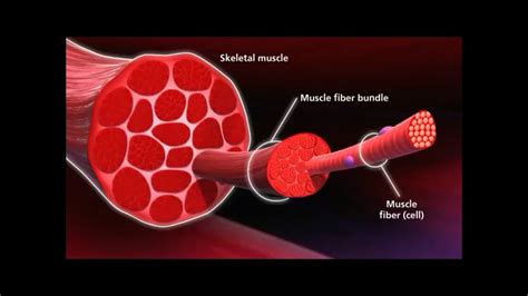 Know Your Muscle Grow Your Muscle Youtube