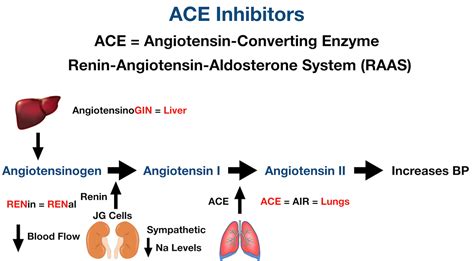 Ace Inhibitors Drug List Side Effects Mechanism Of Action Example