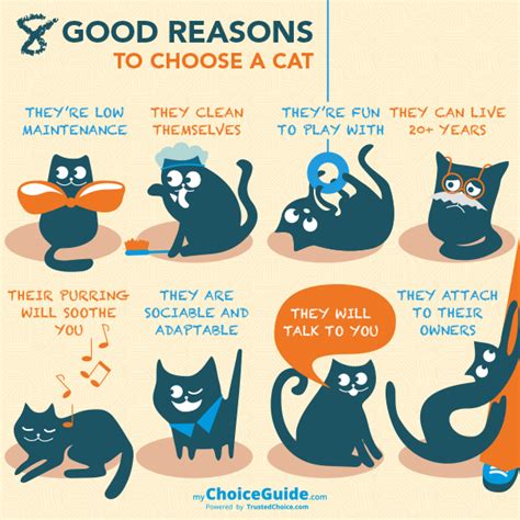 8 Good Reasons To Get A Cat Cats Cat Personalities Crazy Cats