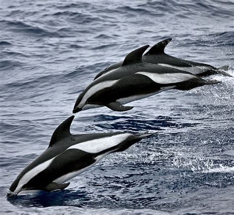 Hourglass Dolphins Marine Animals Ocean Creatures Dolphins